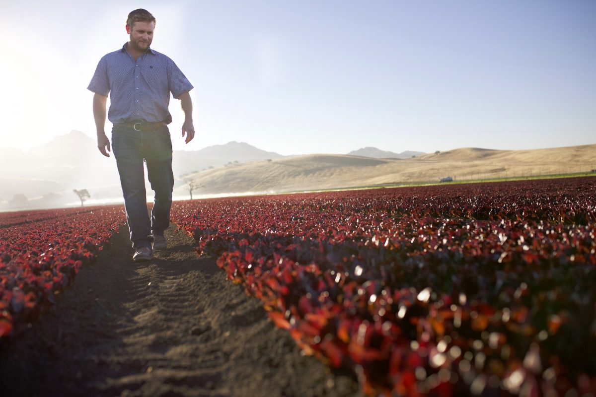 Accepting Applications for Focus Agriculture – Santa Clara County