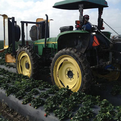 strawberry farmer 